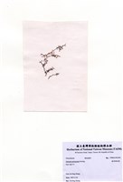 藏品(鹿角網地藻)的圖片